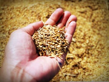 El uso alternativo del arroz 