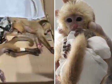 Monos rescatados en el aeropuerto