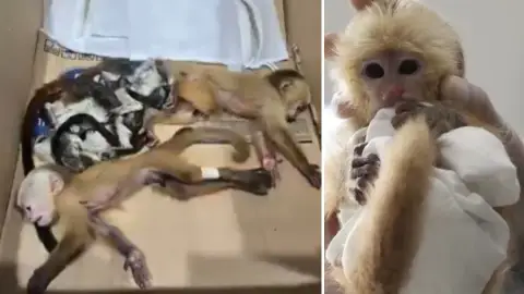 Monos rescatados en el aeropuerto Monos rescatados en el aeropuerto