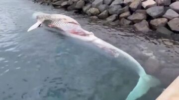 Aparece una ballena muerta en la costa de Gran Canaria