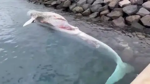 Aparece una ballena muerta en la costa de Gran Canaria Aparece una ballena muerta en la costa de Gran Canaria
