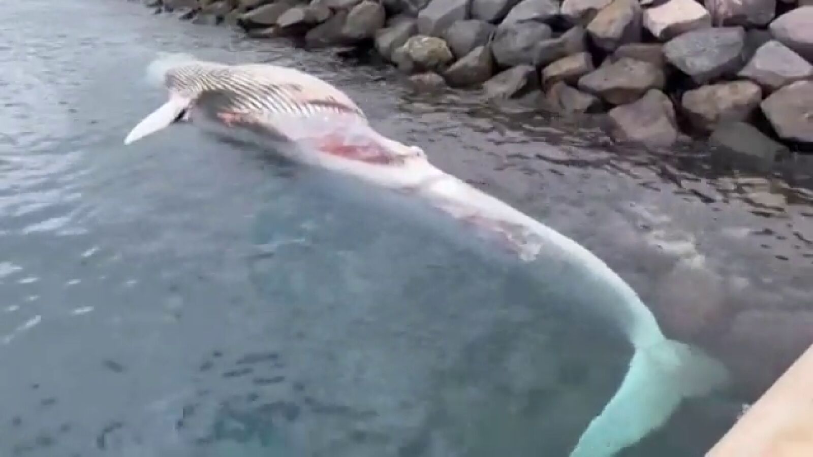 Aparece una ballena muerta en la costa de Gran Canaria