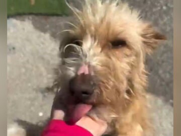 Boris, el perro rescatado en O Morrazo