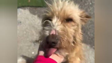 Boris, el perro rescatado en O Morrazo