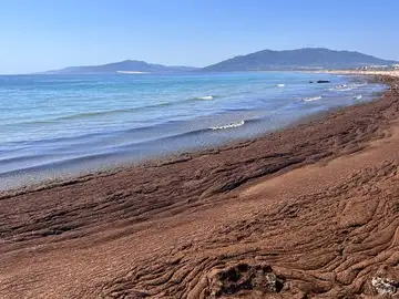 El alga asiática Rugulopteryx okamurae El alga asiática Rugulopteryx okamurae