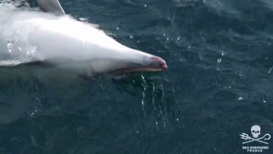 Denunciado el patr&oacute;n de un pesquero tras capturar 18 delfines en Galicia