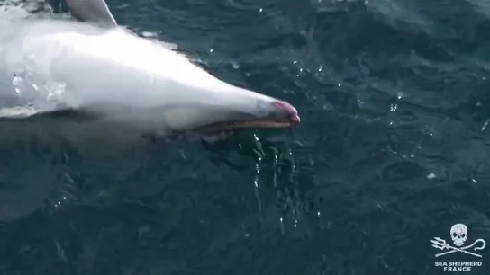 Denunciado el patrón de un pesquero tras capturar 18 delfines en Galicia Denunciado el patrón de un pesquero tras capturar 18 delfines en Galicia