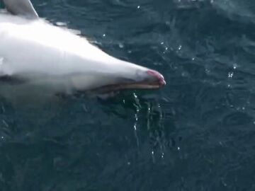 Denunciado el patrón de un pesquero tras capturar 18 delfines en Galicia