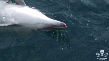 Denunciado el patrón de un pesquero tras capturar 18 delfines en Galicia
