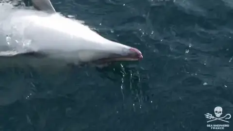 Denunciado el patrón de un pesquero tras capturar 18 delfines en Galicia Denunciado el patrón de un pesquero tras capturar 18 delfines en Galicia