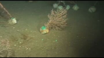 Siembra de corales en el Mediterráneo