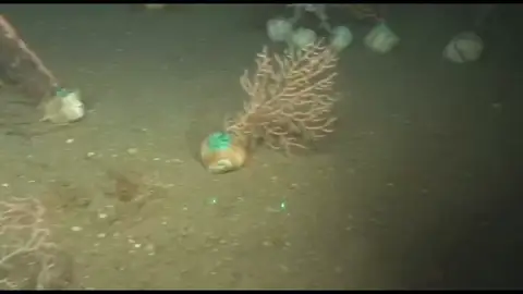 Siembra de corales en el Mediterráneo Siembra de corales en el Mediterráneo