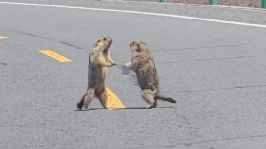 marmotas marmotas