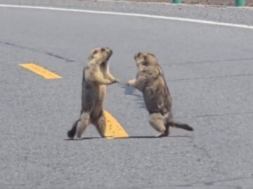 marmotas