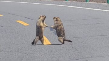 marmotas