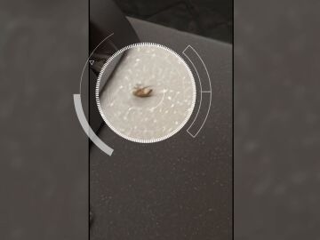 Cucaracha en el mostrador