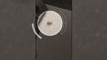 Cucaracha en el mostrador