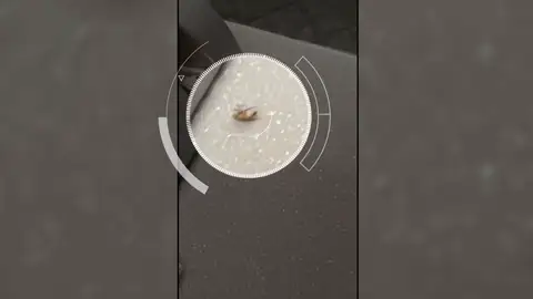 Cucaracha en el mostrador Cucaracha en el mostrador
