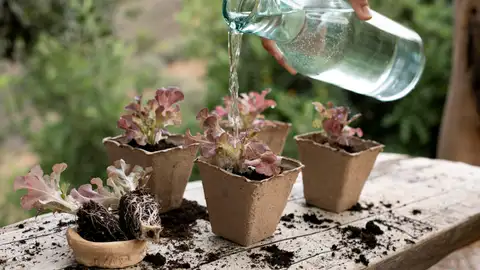 Regar las plantas Regar las plantas