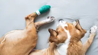 Imagen de archivo de un perro con la pata vendada Imagen de archivo de un perro con la pata vendada