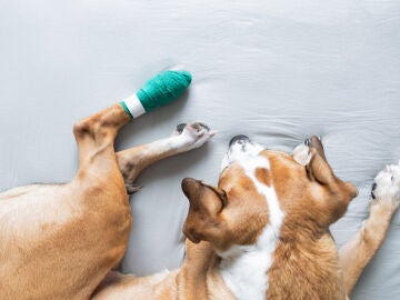 Imagen de archivo de un perro con la pata vendada