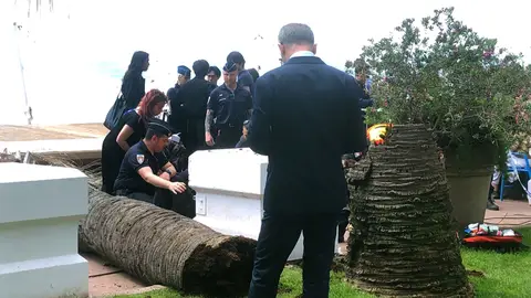 Un hombre resulta herido tras caérsele encima una palmera en Cannes Un hombre resulta herido tras caérsele encima una palmera en Cannes