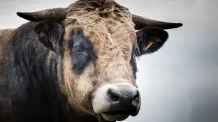 Imagen de un Toro Imagen de un Toro