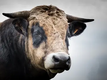 Imagen de un Toro Imagen de un Toro