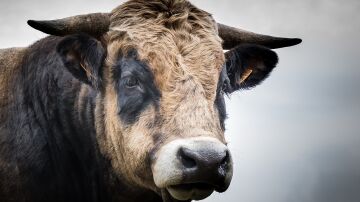 Imagen de un Toro