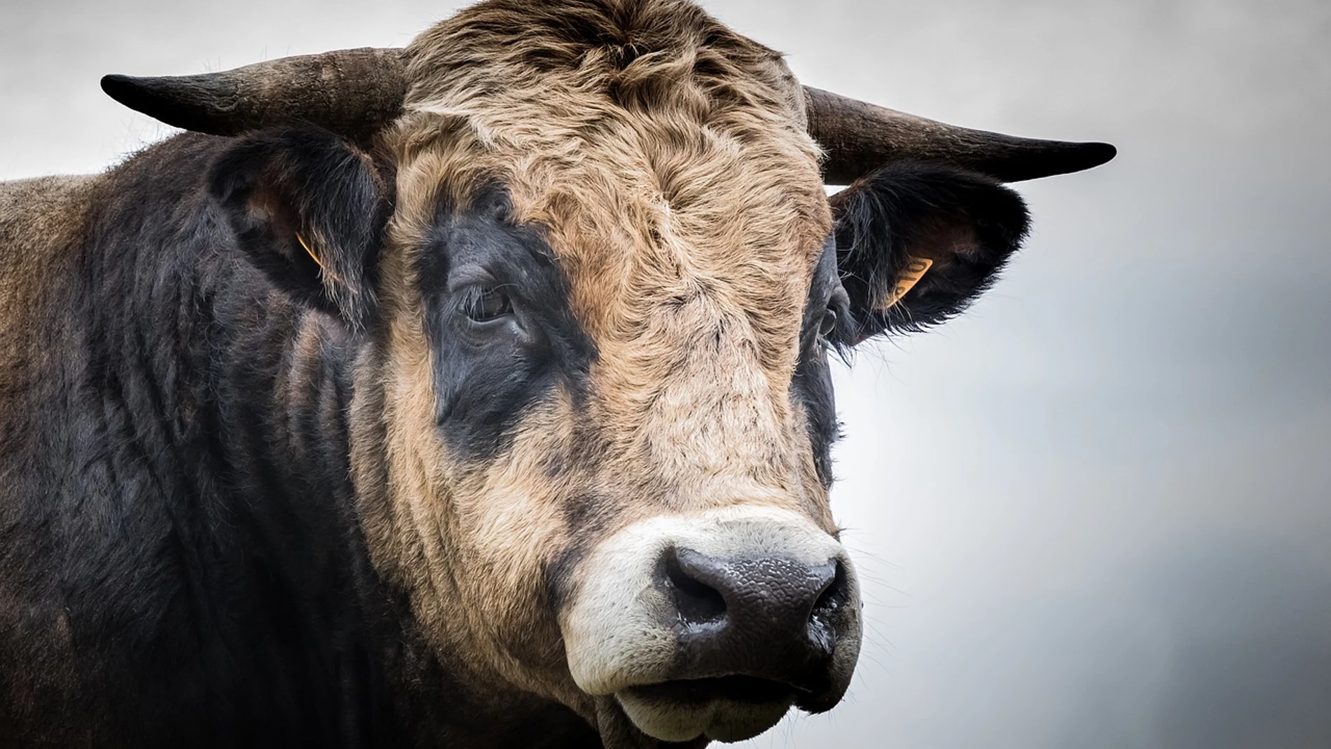 Imagen de un Toro Imagen de un Toro