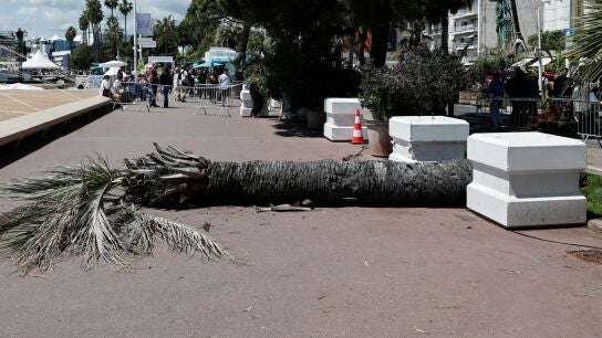 Un hombre resulta herido tras ca&eacute;rsele encima una palmera en Cannes