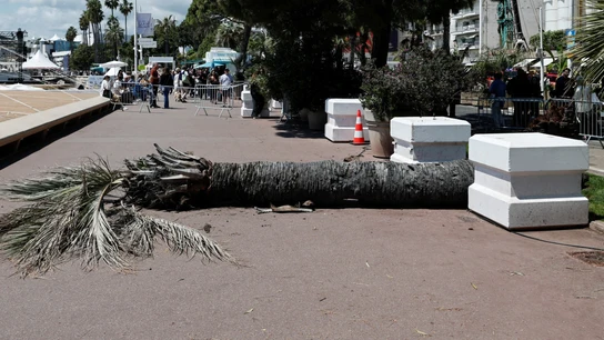 Un hombre resulta herido tras caérsele encima una palmera en Cannes Un hombre resulta herido tras caérsele encima una palmera en Cannes