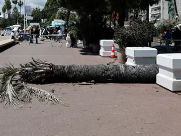 Un hombre resulta herido tras caérsele encima una palmera en Cannes Un hombre resulta herido tras caérsele encima una palmera en Cannes