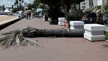 Un hombre resulta herido tras caérsele encima una palmera en Cannes
