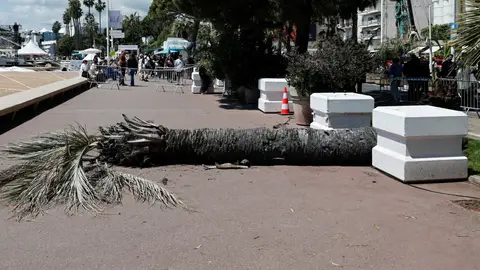 Un hombre resulta herido tras caérsele encima una palmera en Cannes Un hombre resulta herido tras caérsele encima una palmera en Cannes