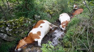  Mueren 27 vacas de una explotaci&oacute;n ganadera de Rodeiro (Pontevedra) tras ser alcanzadas por un rayo