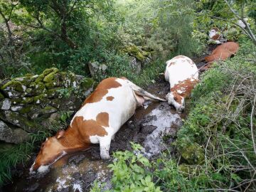  Mueren 27 vacas de una explotación ganadera de Rodeiro (Pontevedra) tras ser alcanzadas por un rayo