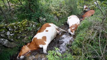  Mueren 27 vacas de una explotación ganadera de Rodeiro (Pontevedra) tras ser alcanzadas por un rayo