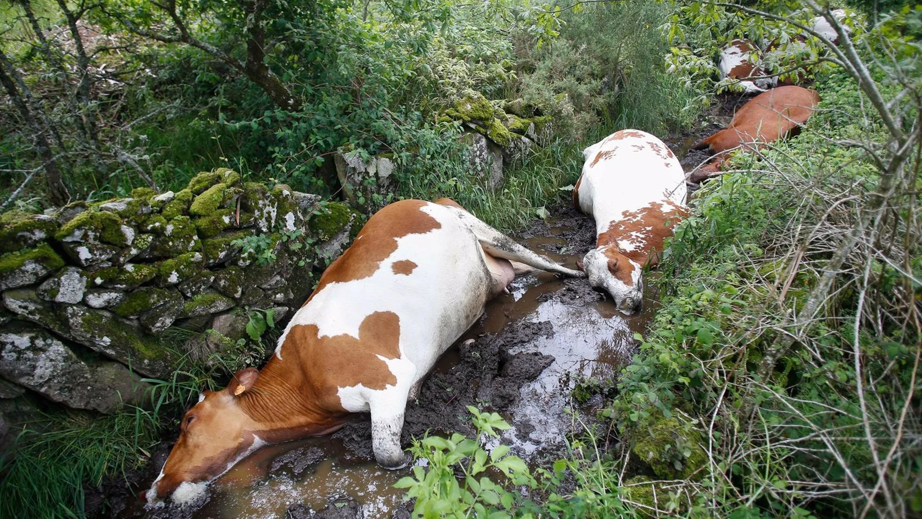 Mueren 27 vacas de una explotación ganadera de Rodeiro (Pontevedra) tras ser alcanzadas por un rayo Mueren 27 vacas de una explotación ganadera de Rodeiro (Pontevedra) tras ser alcanzadas por un rayo