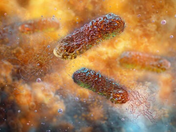 bacteria 'Pseudomonas aeruginosa'