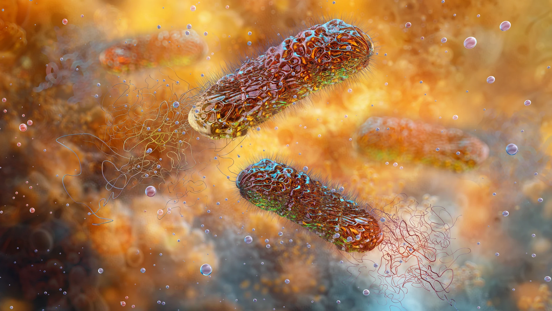 bacteria 'Pseudomonas aeruginosa' bacteria 'Pseudomonas aeruginosa'