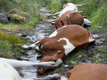 Imagen de las vacas muertas en Galicia alcanzadas por un rayo