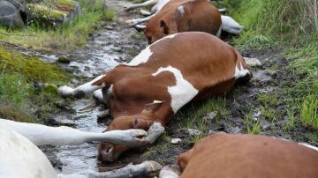 Imagen de las vacas muertas en Galicia alcanzadas por un rayo