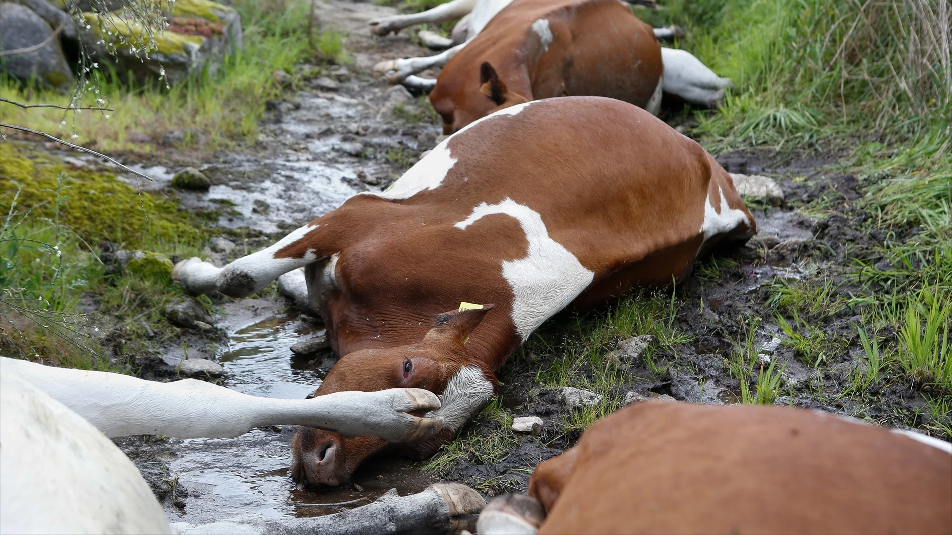 Imagen de las vacas muertas en Galicia alcanzadas por un rayo Imagen de las vacas muertas en Galicia alcanzadas por un rayo