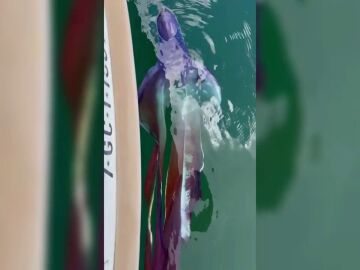 Aparece en Las Palmas de Gran Canaria una colorida y rara especie de pulpo llamado manta