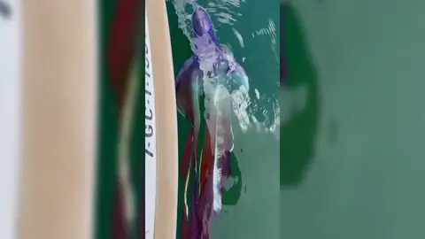 Aparece en Las Palmas de Gran Canaria una colorida y rara especie de pulpo llamado manta Aparece en Las Palmas de Gran Canaria una colorida y rara especie de pulpo llamado manta
