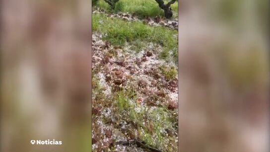 Las granizadas tempranas da&ntilde;an el seis por ciento de las vi&ntilde;as de La Rioja