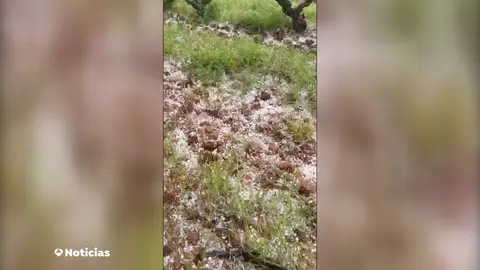 Las granizadas tempranas dañan el seis por ciento de las viñas de La Rioja Las granizadas tempranas dañan el seis por ciento de las viñas de La Rioja