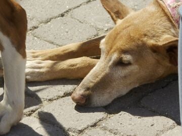Más de 30 perros afectados por la dana desfilan en busca de un hogar en Bioparc: "No pueden caer en el olvido"