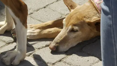 Más de 30 perros afectados por la dana desfilan en busca de un hogar en Bioparc: "No pueden caer en el olvido" Más de 30 perros afectados por la dana desfilan en busca de un hogar en Bioparc: "No pueden caer en el olvido" EUROPA PRESS TV 25/05/2025